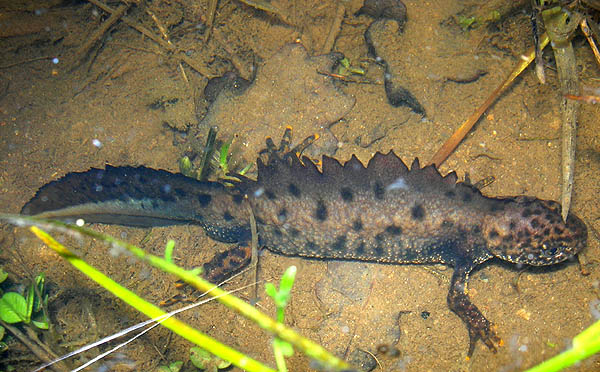 Triton crêté - LPO Auvergne : R. Riols