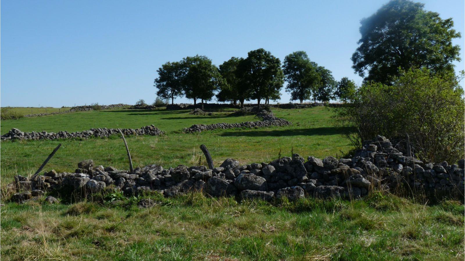Réseau de murets en pierre et bocage
